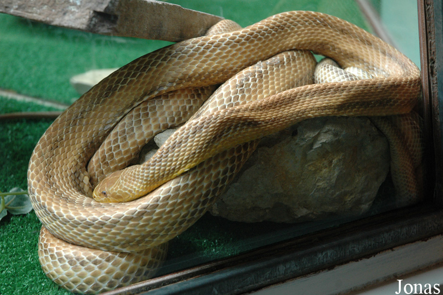 Elaphe alleghaniensis x guttata