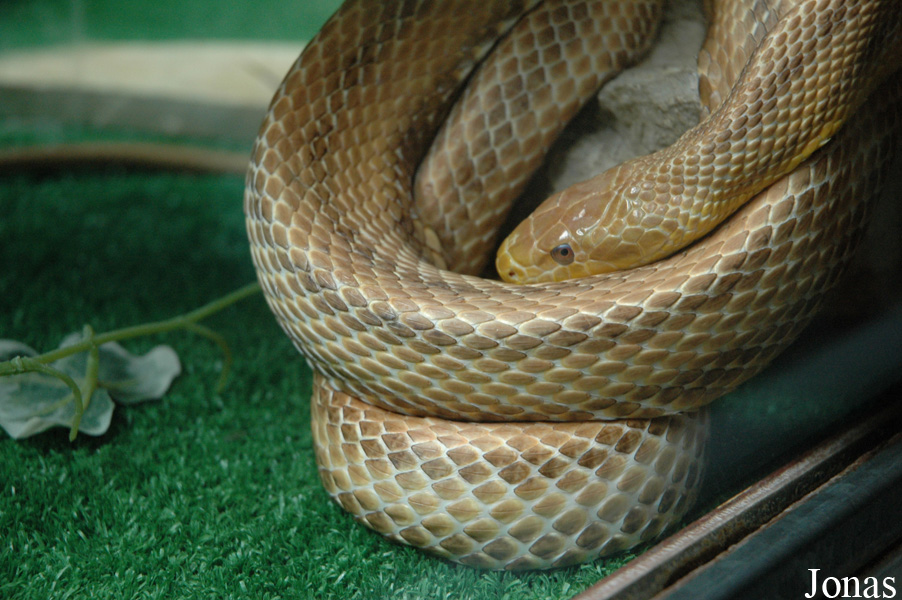Elaphe alleghaniensis x guttata