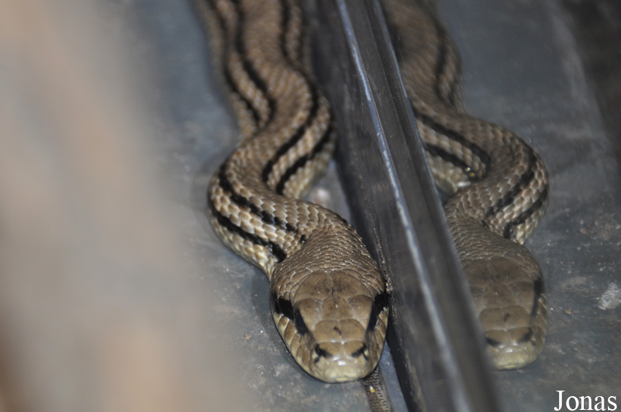 Elaphe quatuorlineata