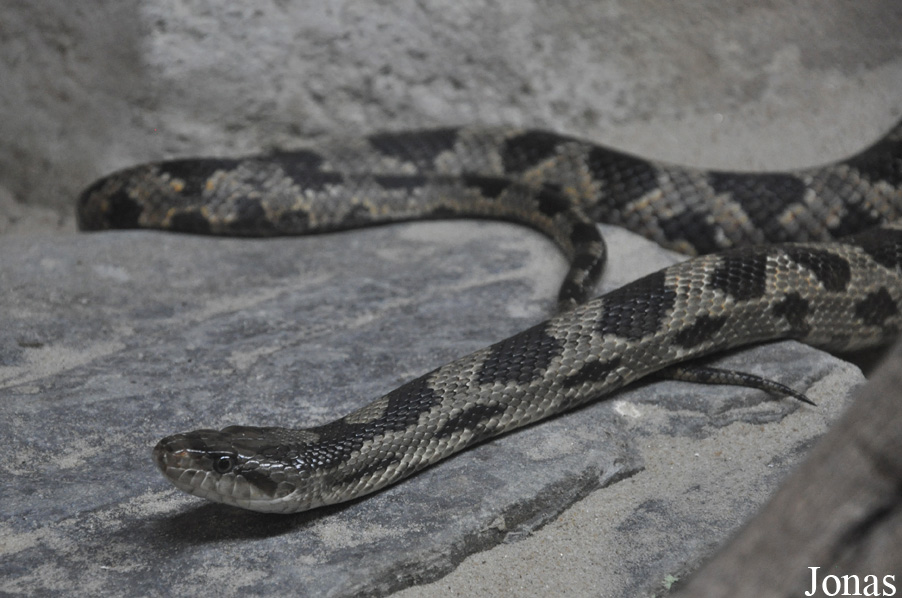 Elaphe vulpina