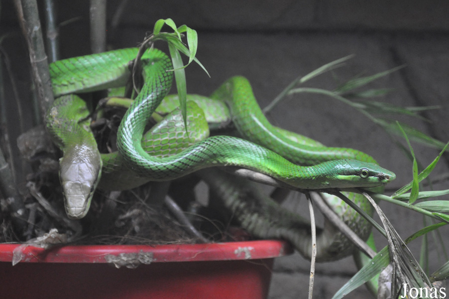 Gonyosoma oxycephalum