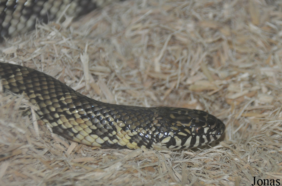 Lampropeltis getula