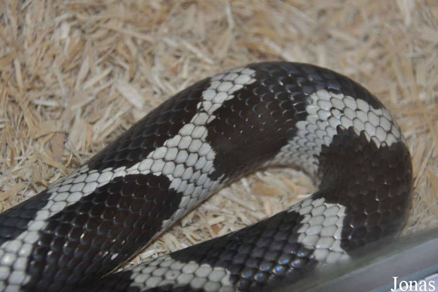Lampropeltis getula