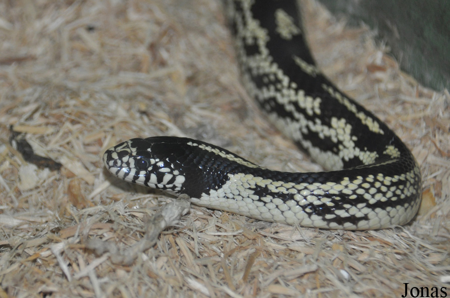 Lampropeltis getula