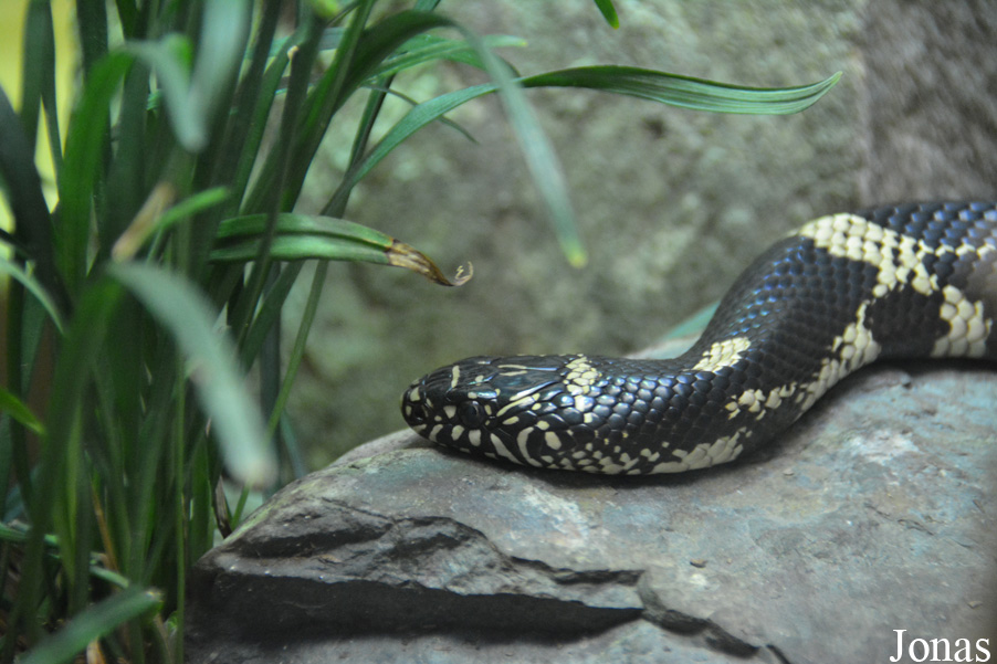 Lampropeltis getula