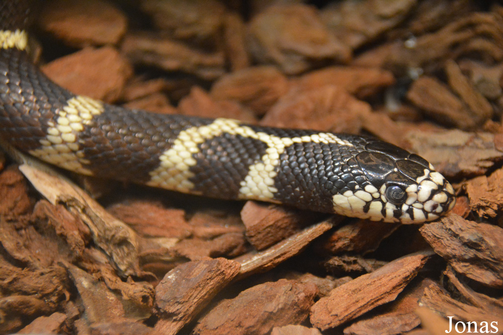 Lampropeltis getula californiae