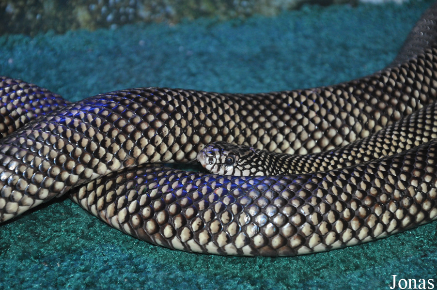 Lampropeltis getula floridana
