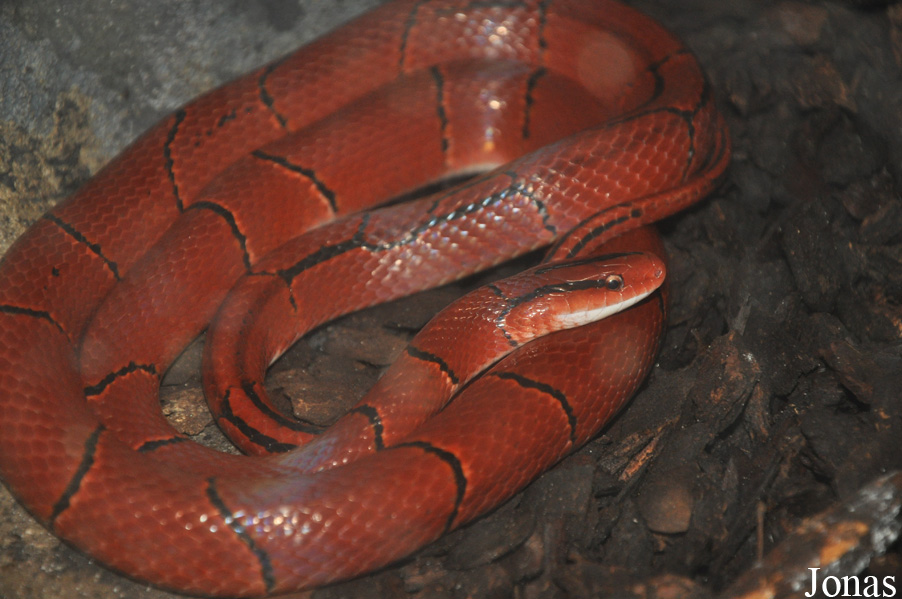 Oreocryptophis porphyracea laticincta