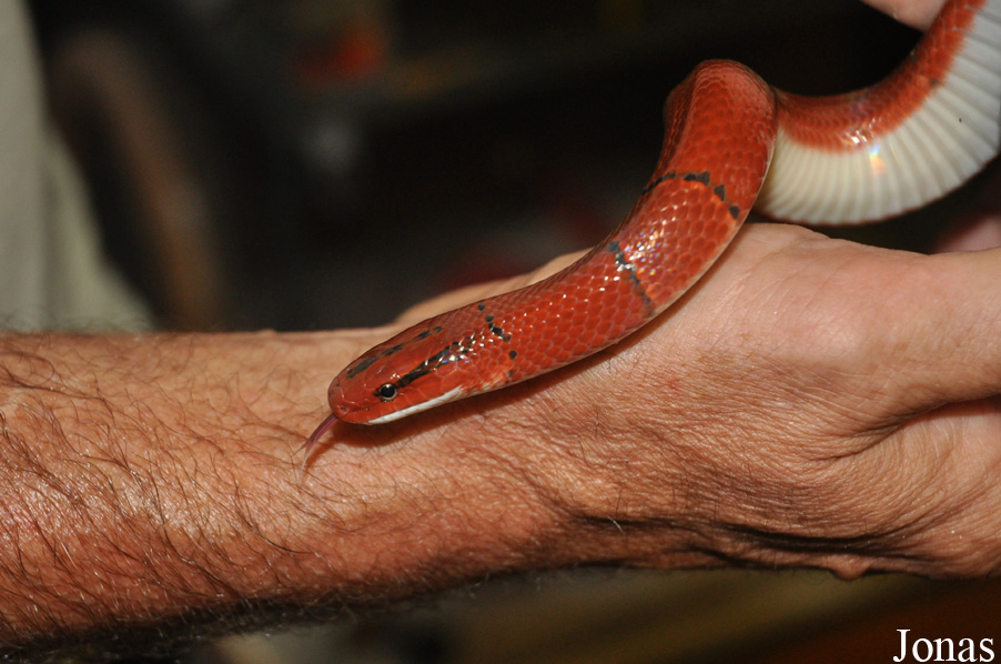 Oreocryptophis porphyracea laticincta