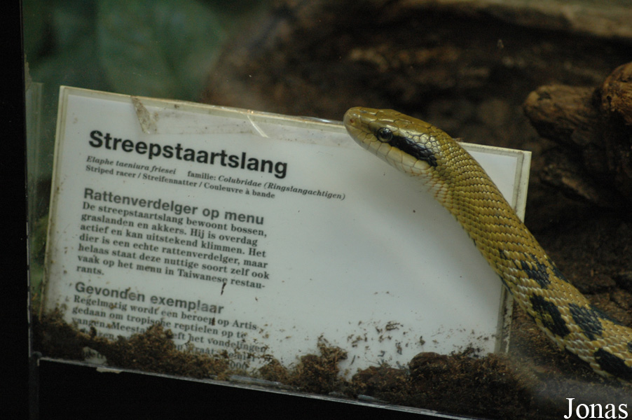 Orthriophis taeniurus friesei