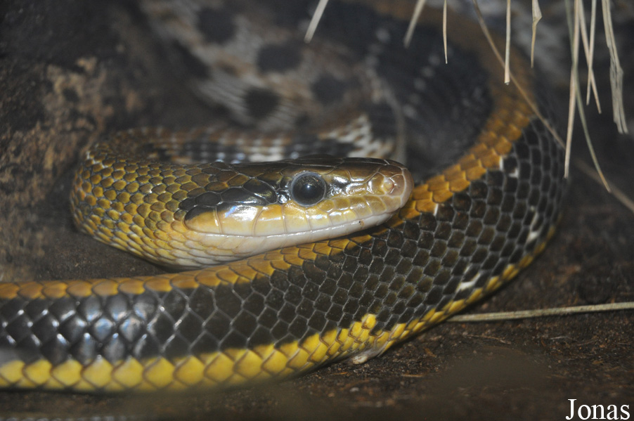 Orthriophis taeniurus friesei
