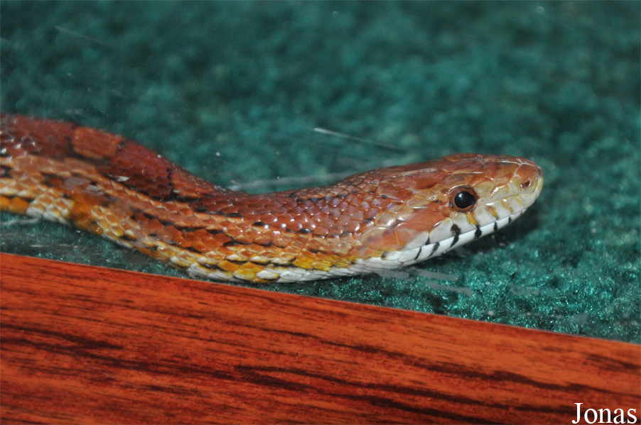 Pantherophis guttatus