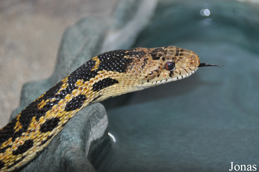 Pituophis melanoleucus