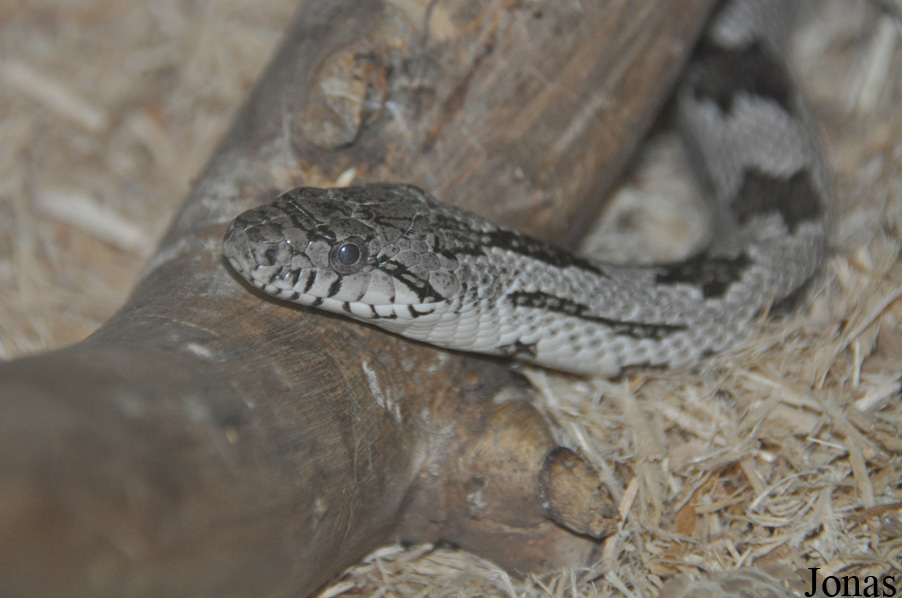 Pituophis melanoleucus