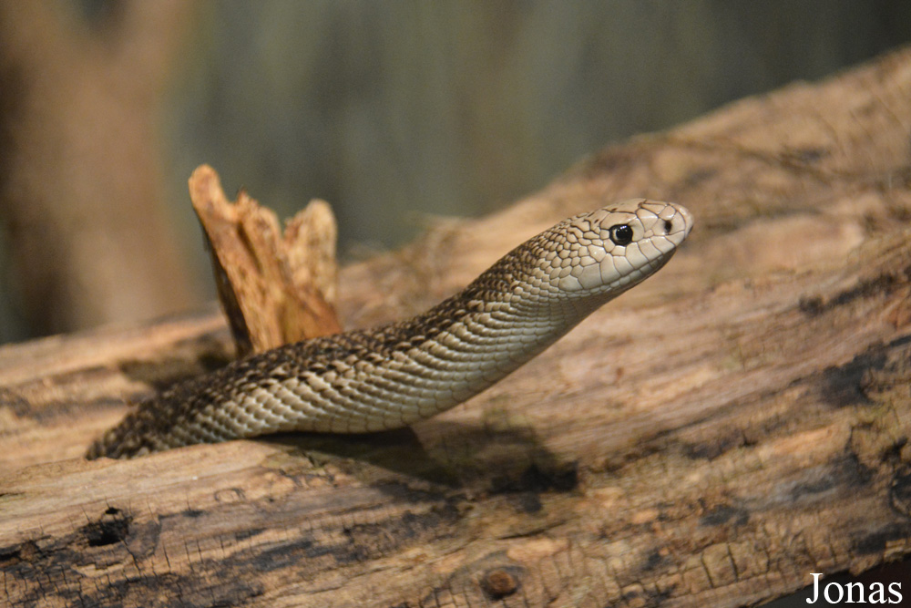 Pituophis melanoleucus mugitus