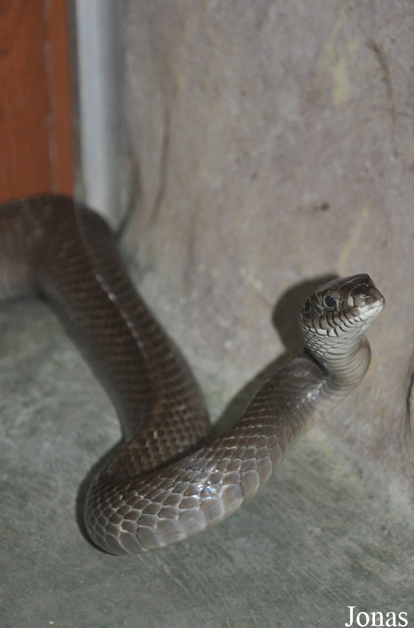 Ptyas mucosus