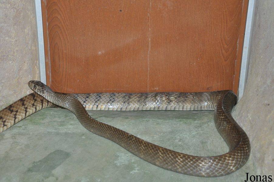 Ptyas mucosus