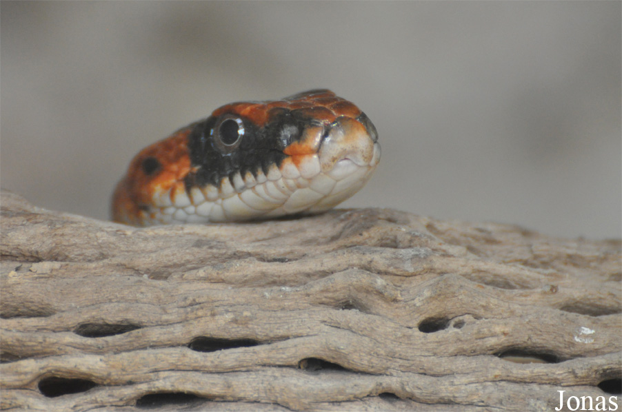 Spalerosophis diadema