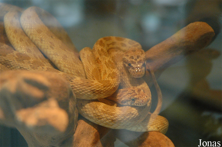 Spalerosophis diadema