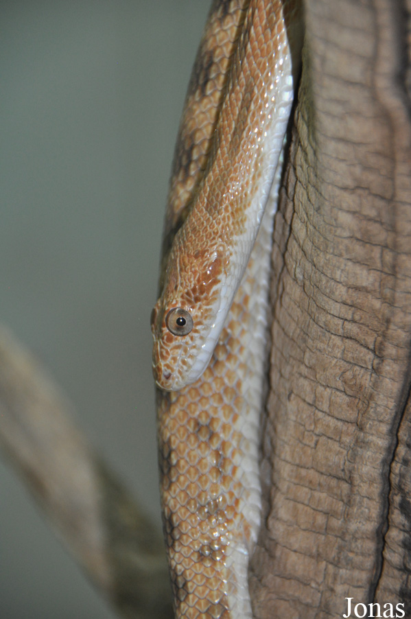 Spalerosophis diadema cliffordi