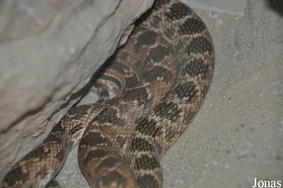 Spalerosophis diadema cliffordi