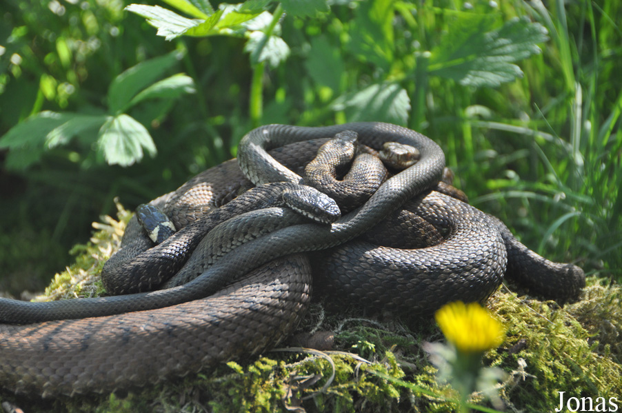 Natrix natrix