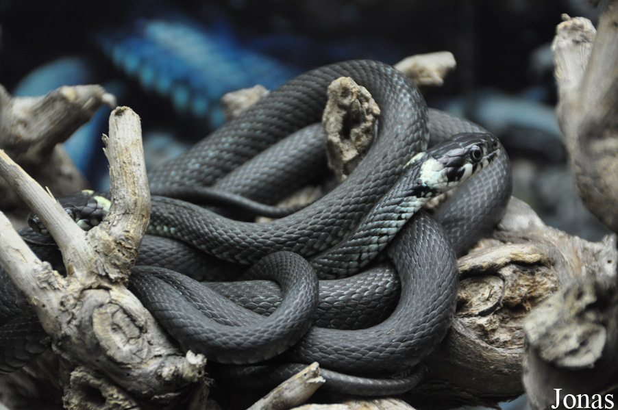 Natrix natrix