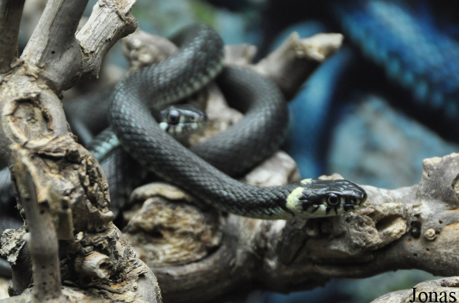 Natrix natrix