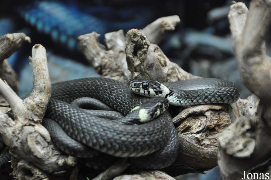 Natrix natrix