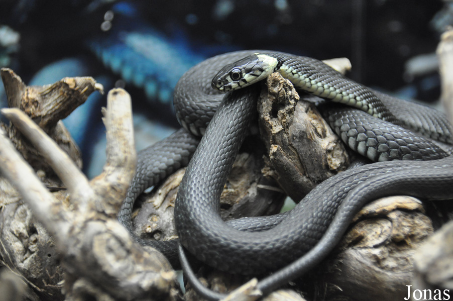 Natrix natrix