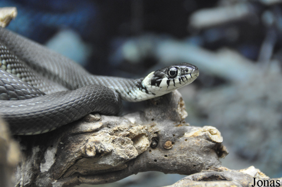Natrix natrix