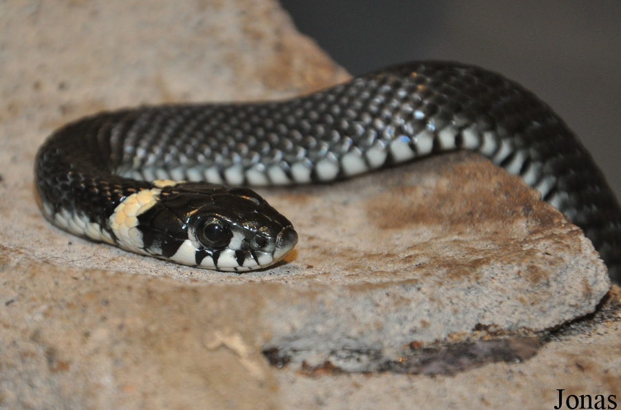 Natrix natrix
