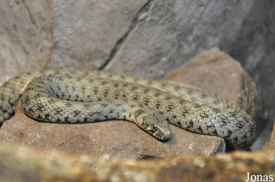 Natrix natrix x tessellata