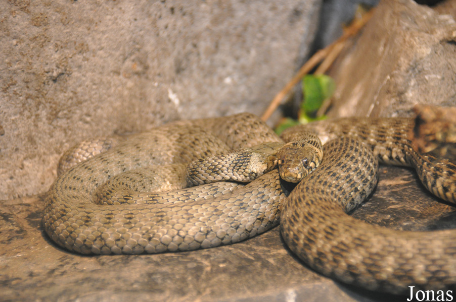 Natrix natrix x tessellata