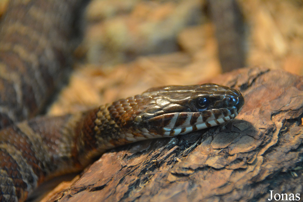 Nerodia sipedon