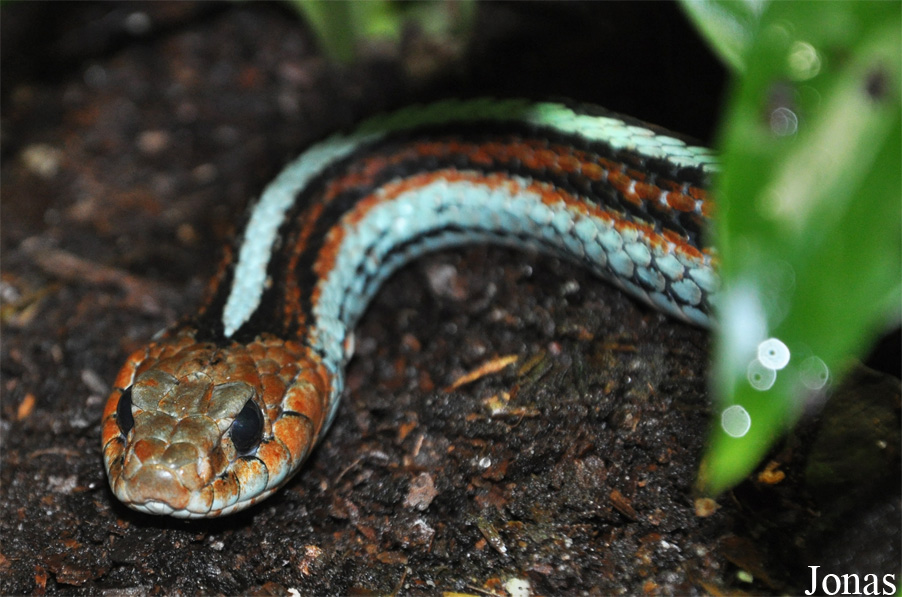 Thamnophis sirtalis tetrataenia