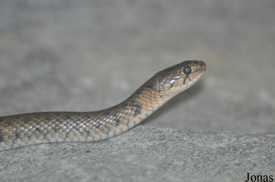 Xenochrophis piscator