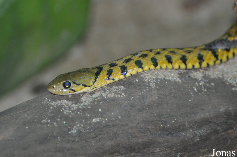 Xenochrophis piscator