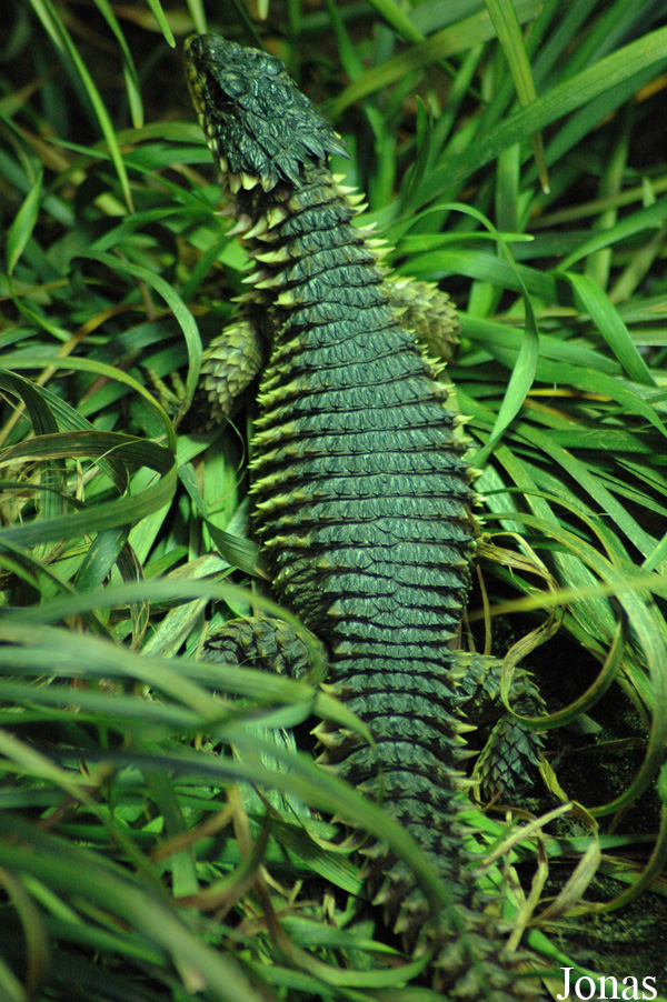 Cordylus giganteus