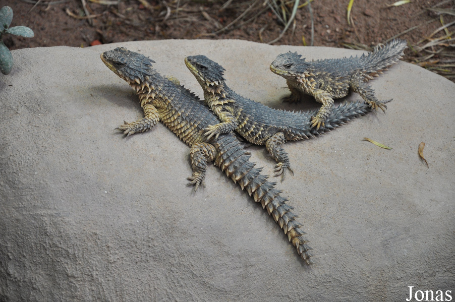 Cordylus giganteus