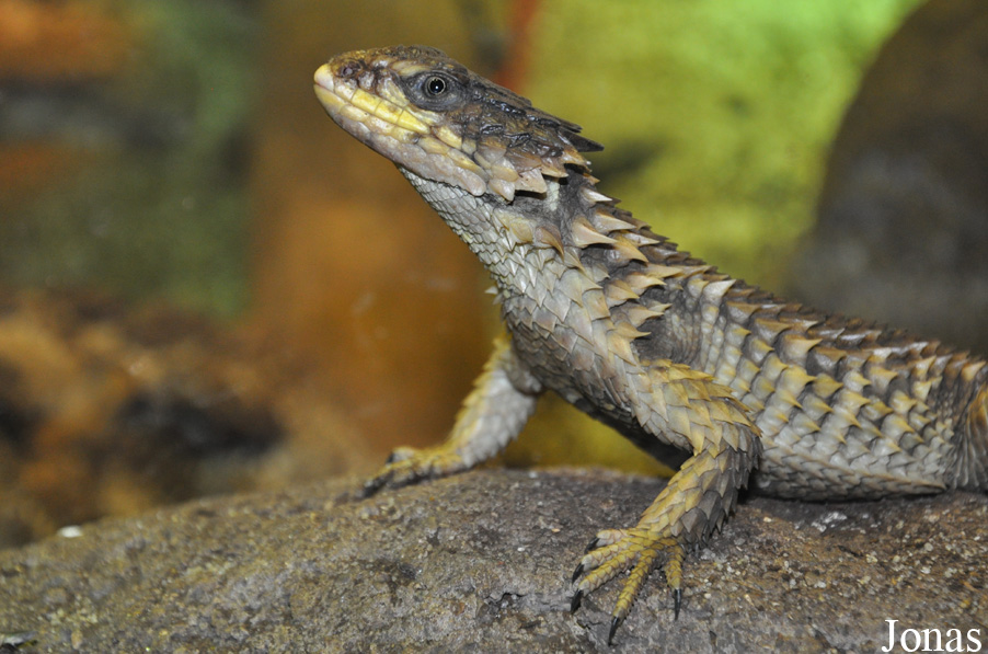 Cordylus giganteus