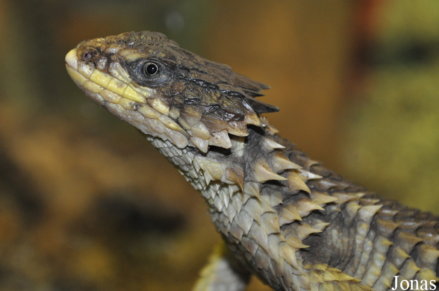 Cordylus giganteus