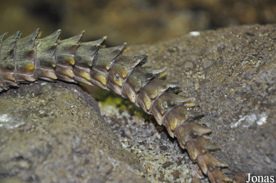Cordylus giganteus