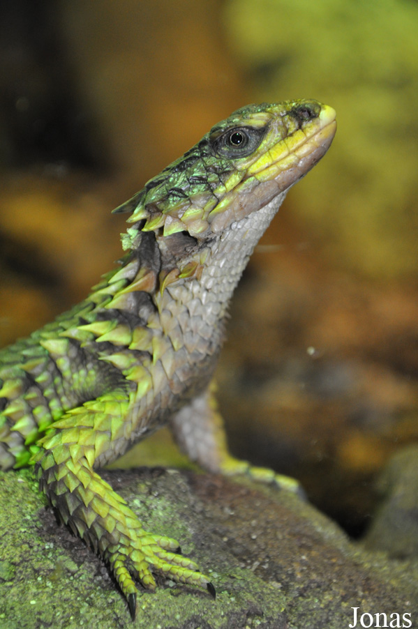 Cordylus giganteus