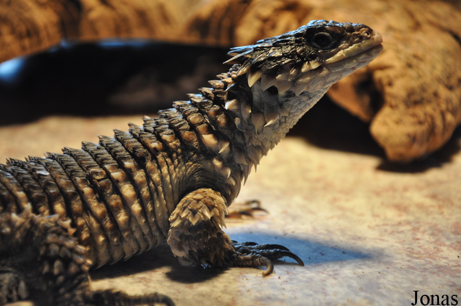 Cordylus giganteus