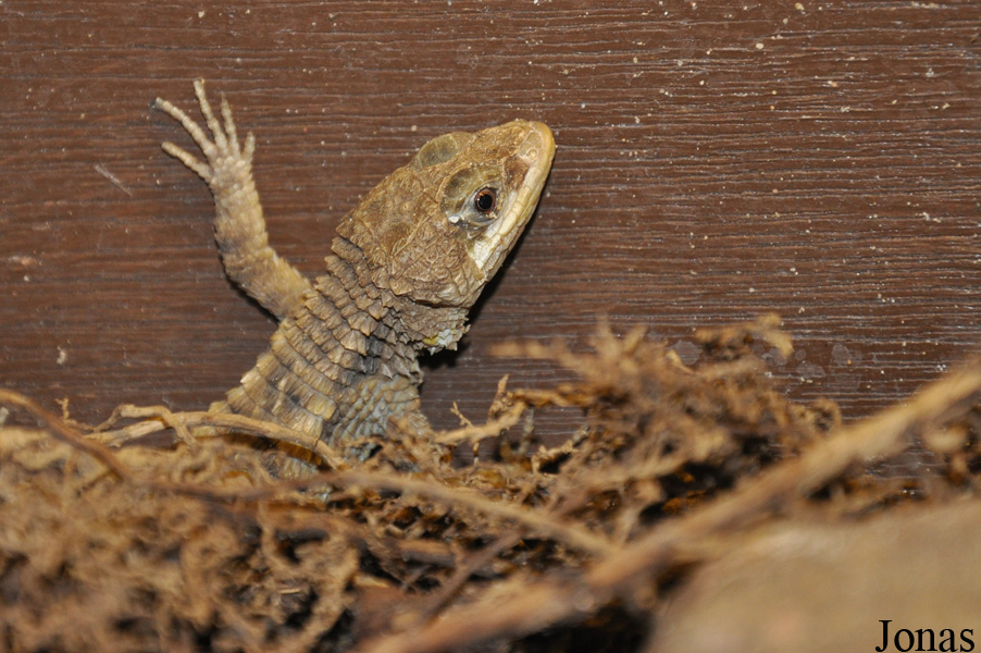 Cordylus peersi