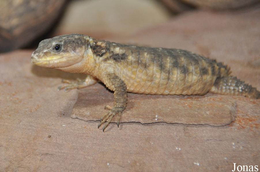 Cordylus tropidosternum