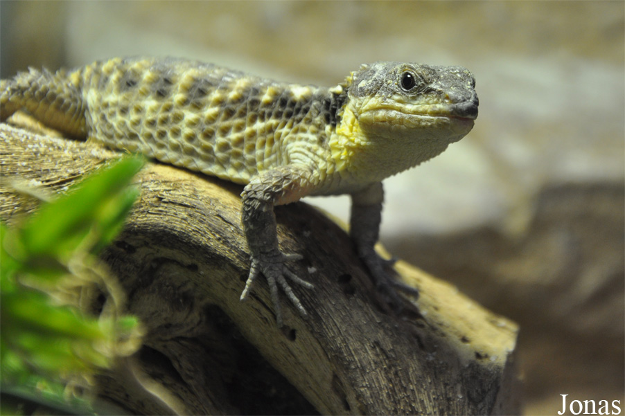 Cordylus tropidosternum