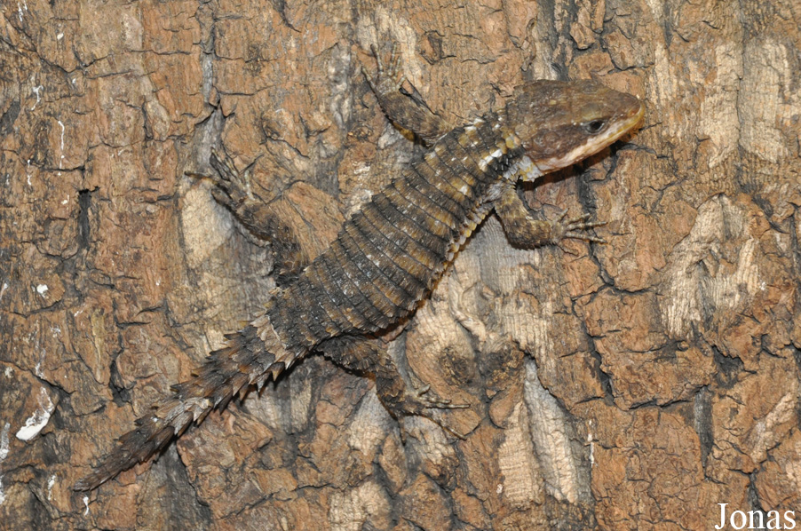 Cordylus tropidosternum