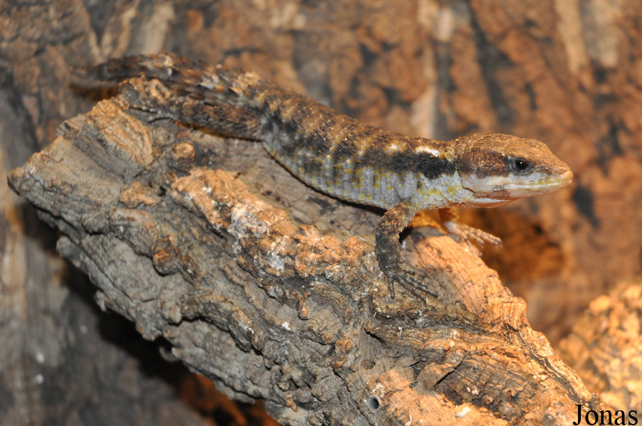 Cordylus tropidosternum